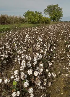 Cotton: 80192038 Cotton in cultivation in Thrace - Harvest