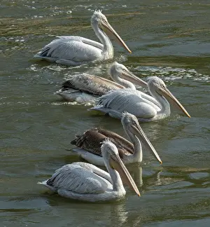 Greece: 80192039 Dalmatian Pelicans - feeding at river outfall