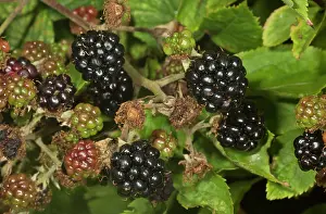 Berry: 80192043 Ripening blackberries - blackberry in a