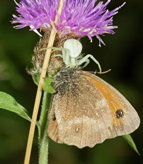 Predation: 80192044 Crab-spider - female - with its prey -