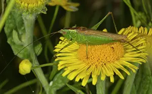 Cricket: 80192045 Long-winged Conehead - male on fleabane