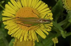 Cricket: 80192046 Long-winged Conehead - male on fleabane