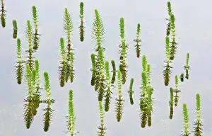 Emerging: 80192051 Mare's tail - in shallow lake on limestone