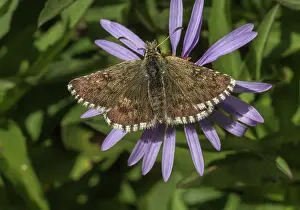 Lepidopterae: 80192054 Warren's Skipper - on siberian aster Italian
