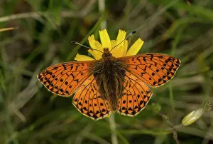 Lepidopterae: 80192055 Shepherd's Fritillary - on hawkbit at 2500