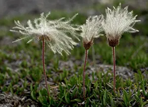 Contre: 80192059 Entire-leaved mountain avens in fruit -