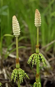 Fertile: 80192061 Wood Horsetail - with fertile fronds Equisetum