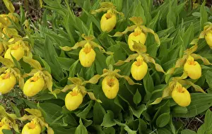 Slipper: 80192063 Yellow Lady's slipper - in flower on limestone