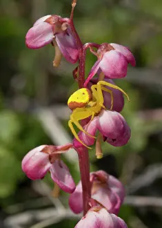 Wintergreen: 80192064 Yellow Crab-spider on Liverleaf wintergreen