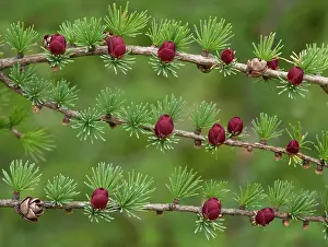 Larix: 80192066 Tamarack - or eastern larch - with female