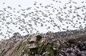 Thin: 80192068 Common Murres or common guillemots in flight