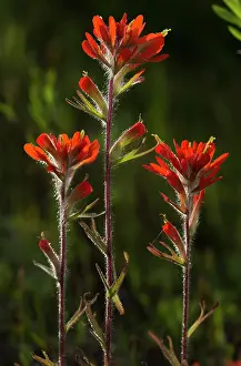 Castilleja: 80192071 Scarlet Indian paintbrush - in flower Ontario