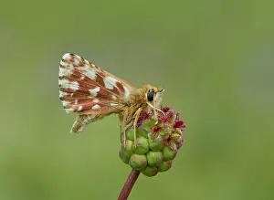 Lepidopterae: 80192073 Red underwing skipper - settled on salad