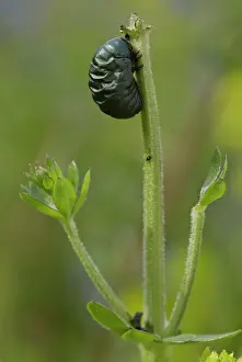 Larval: 80192081 Larva of bloody-nosed beetle - feeding
