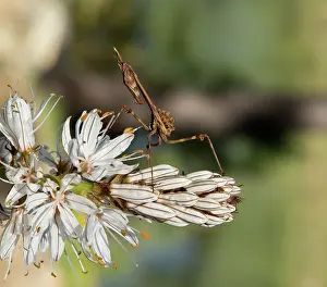 Nymph: 80192082 Nymph of Conehead mantis - on White Ashodel