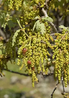 Wasps: 80192083 White Oak / Downy / Pubescent Oak Lesvos