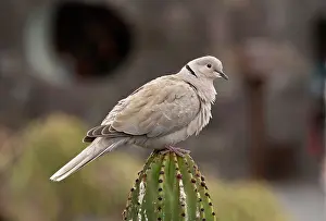 Introduced: 80192085 Eurasian collared dove - on cactus Lanzarote