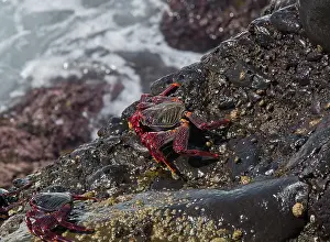 Waves: 80192086 Atlantic Rock Crab - on the edge of the