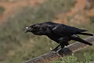 Canaries: 80192089 Canaries/North African subspecies of Raven