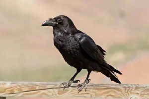 Canaries: 80192090 Canaries/North African subspecies of Raven