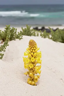 Canaries: 80192091 Yellow Cistanche - a parasitic member of