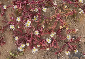 Introduced: 80192098 Slenderleaf iceplant - an annual member