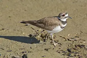 Charadrius: 80192100 Killdeer - poised on sandy beach - winter