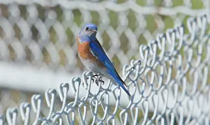 Bluebird: 80192101 Male Western Bluebird - perched on fence