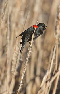 Roosting: 80192104 Male Red-winged Blackbird - calling at