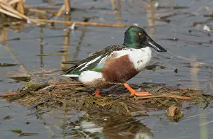 Shoveler: 80192111 Male Northern Shoveler in winter in coastal