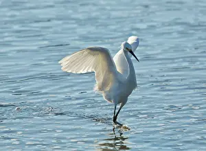 Egret: 80192113 Snowy Egret - hunting in shallow water