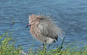 Egret: 80192114 Reddish Egret - preening Texas, USA Egretta