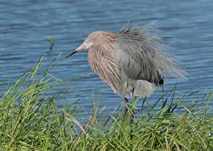 Egret: 80192115 Reddish Egret - preening Texas, USA Egretta