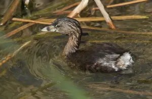 Pied: 80192120 Adult Pied-billed Grebe - on coastal lagoon