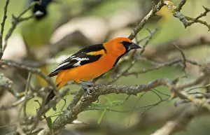 Oriole: 80192124 Altamira Oriole - perched on branch Rio