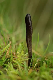 Grazed: 80192128 An earthtongue - Geoglossum fallax on anthill