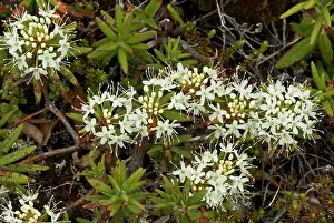 Boggy: 80192140 Labrador tea - in flower in boggy area