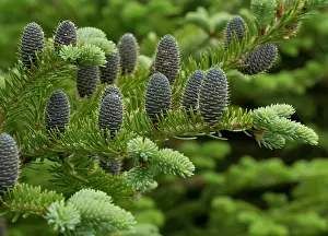 Needles: 80192147 Female cones of Balsam Fir Newfoundland