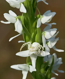 Candles: 80192154 White Crab spider on Bog Orchid / Bog Candles