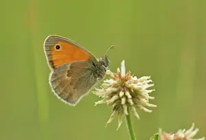 Lepidopterae: 80192162 Small heath butterfly - perched on White