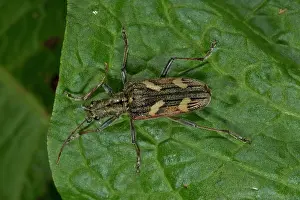 Coleopteran: 80192165 Two-banded Longhorn Beetle - on leaf Rhagium