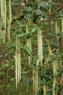 Tassel: 80192199 Silk Tassel Bush - Garrya elliptica James
