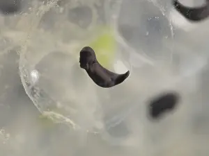 Birmingham: 80192540 Common Frog Tadpole - developing Birmingham