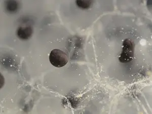 Spawn: 80192541 Common Frog - eggs in spawn Birmingham