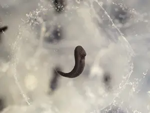 Birmingham: 80192542 Common Frog Tadpole - developing Birmingham