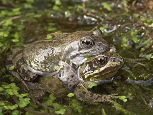 Birmingham: 80192543 Common Frogs in amplexus Birmingham, UK