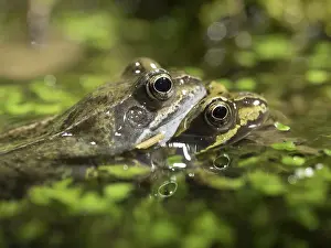 Birmingham: 80192544 Common Frogs in amplexus Birmingham, UK