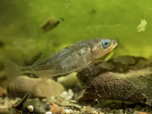 Spined: 80192545 Three-spined Stickleback - male in breeding