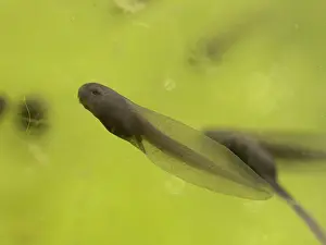 Algae: 80192546 Common Frog Tadpole - feeding on algae
