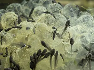 Spawn: 80192547 Common Frog Tadpoles - feeding on spawn
